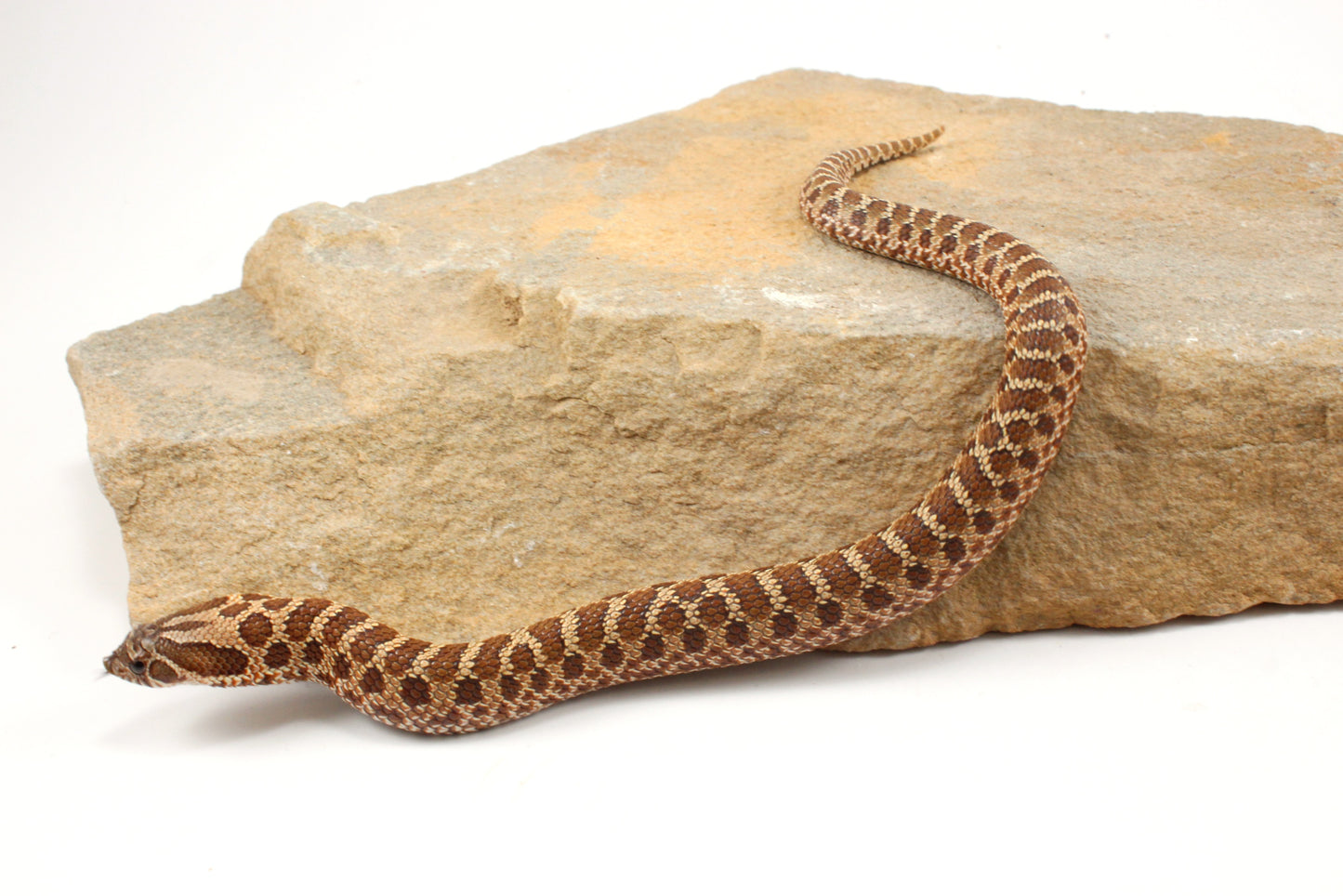 Western Hognose Snake
