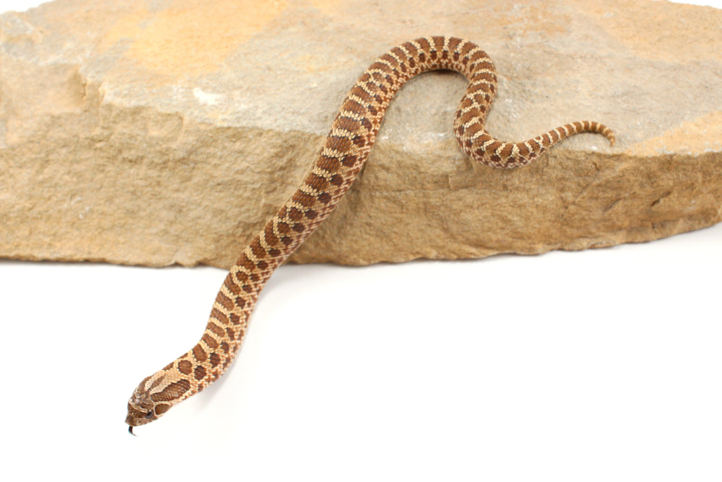 Western Hognose Snake