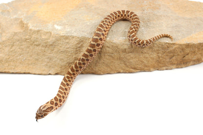 Western Hognose Snake