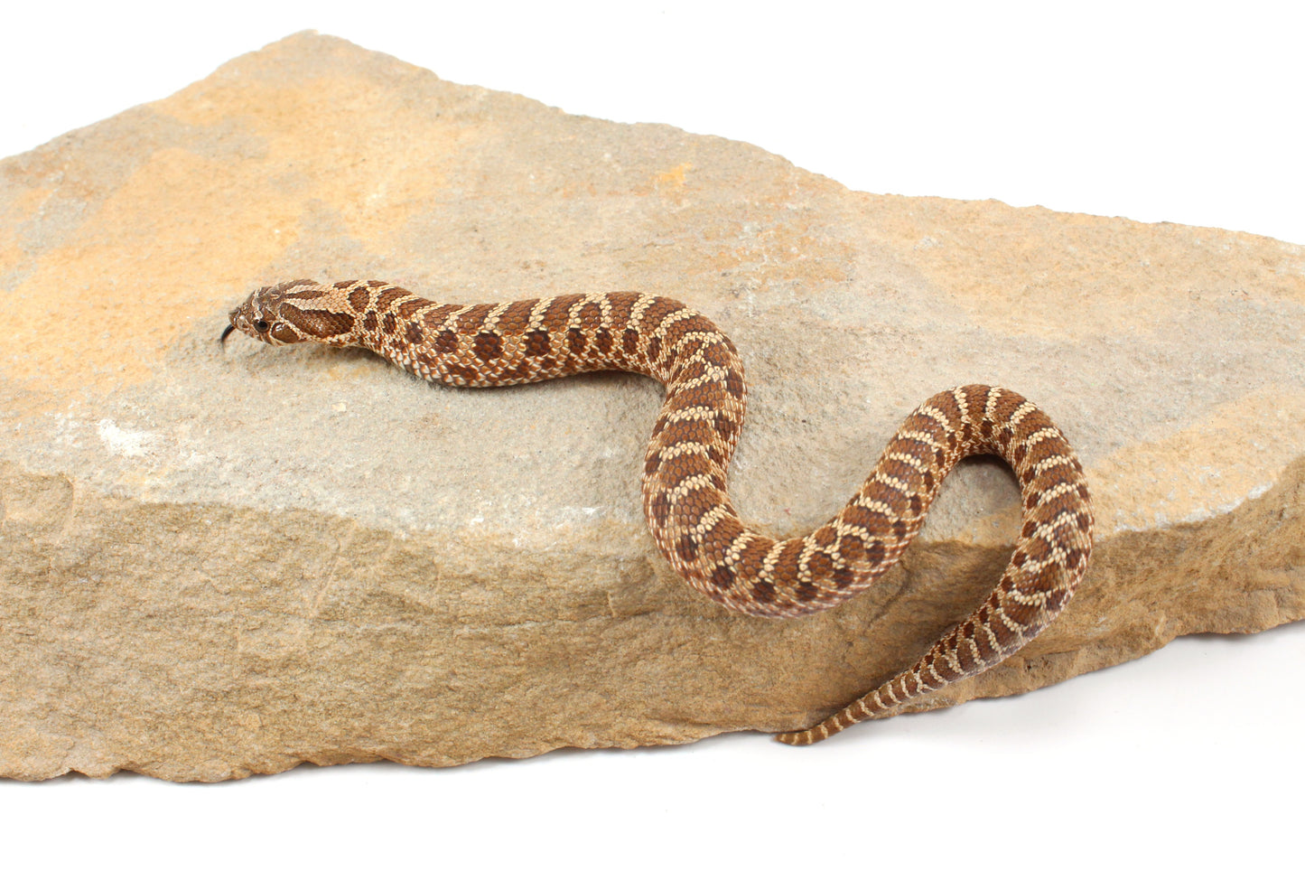 Western Hognose Snake