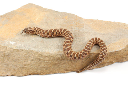 Western Hognose Snake