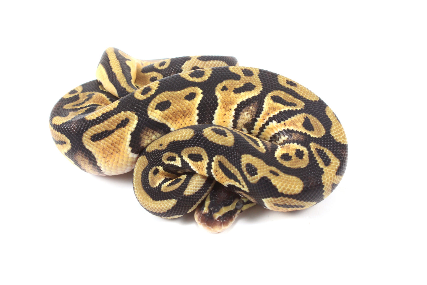 Pastel Cypress Ball Python