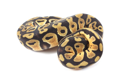 Pastel Cypress Ball Python
