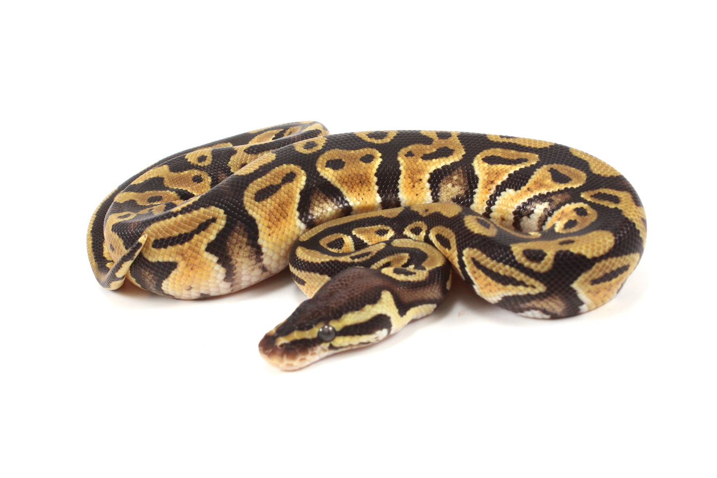 Pastel Cypress Ball Python