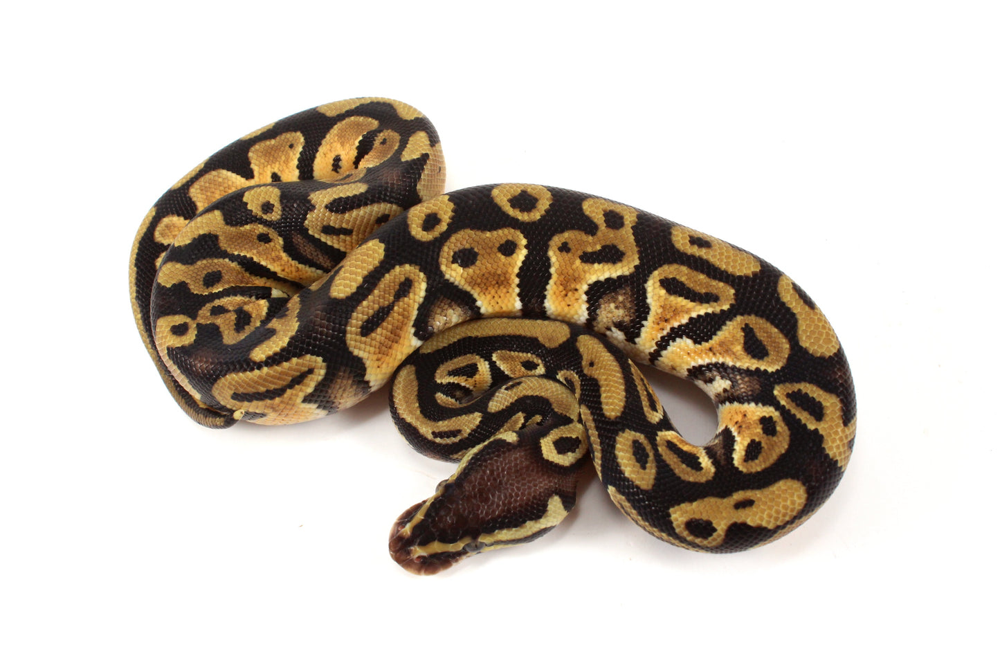 Pastel Cypress Ball Python