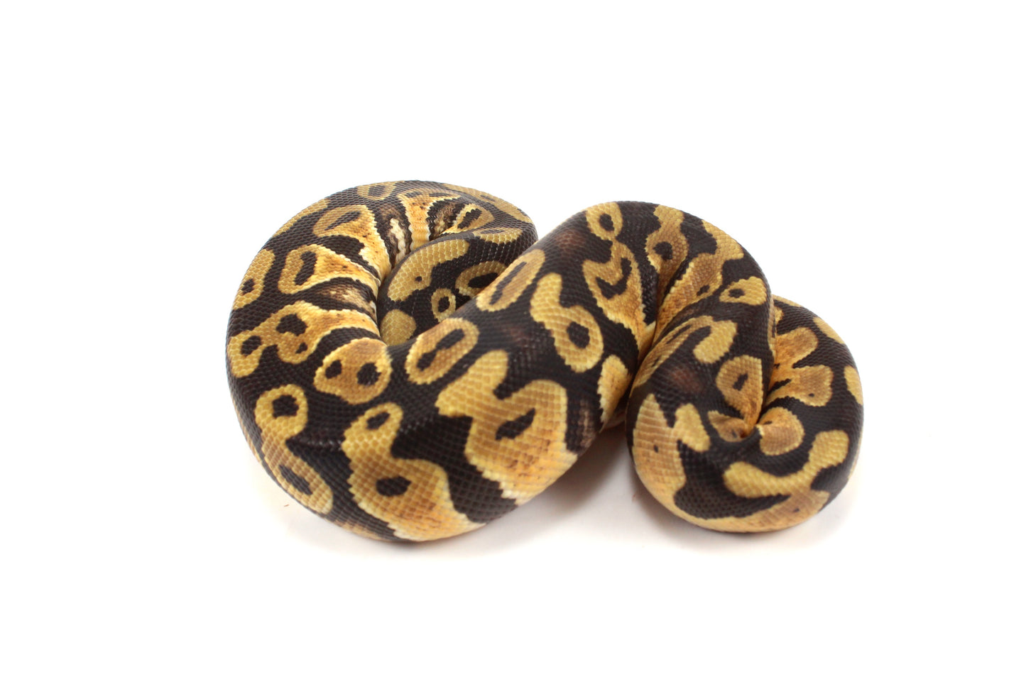 Pastel Cypress Ball Python