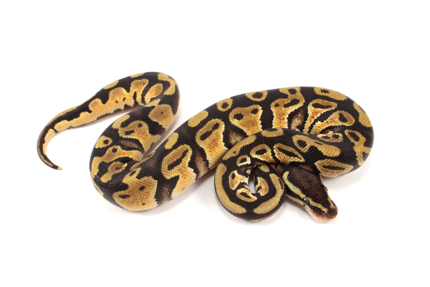 Pastel Cypress Ball Python