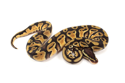 Pastel Cypress Ball Python