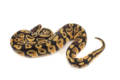 Pastel Cypress Ball Python