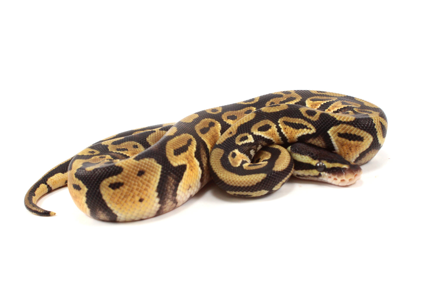 Pastel Cypress Ball Python