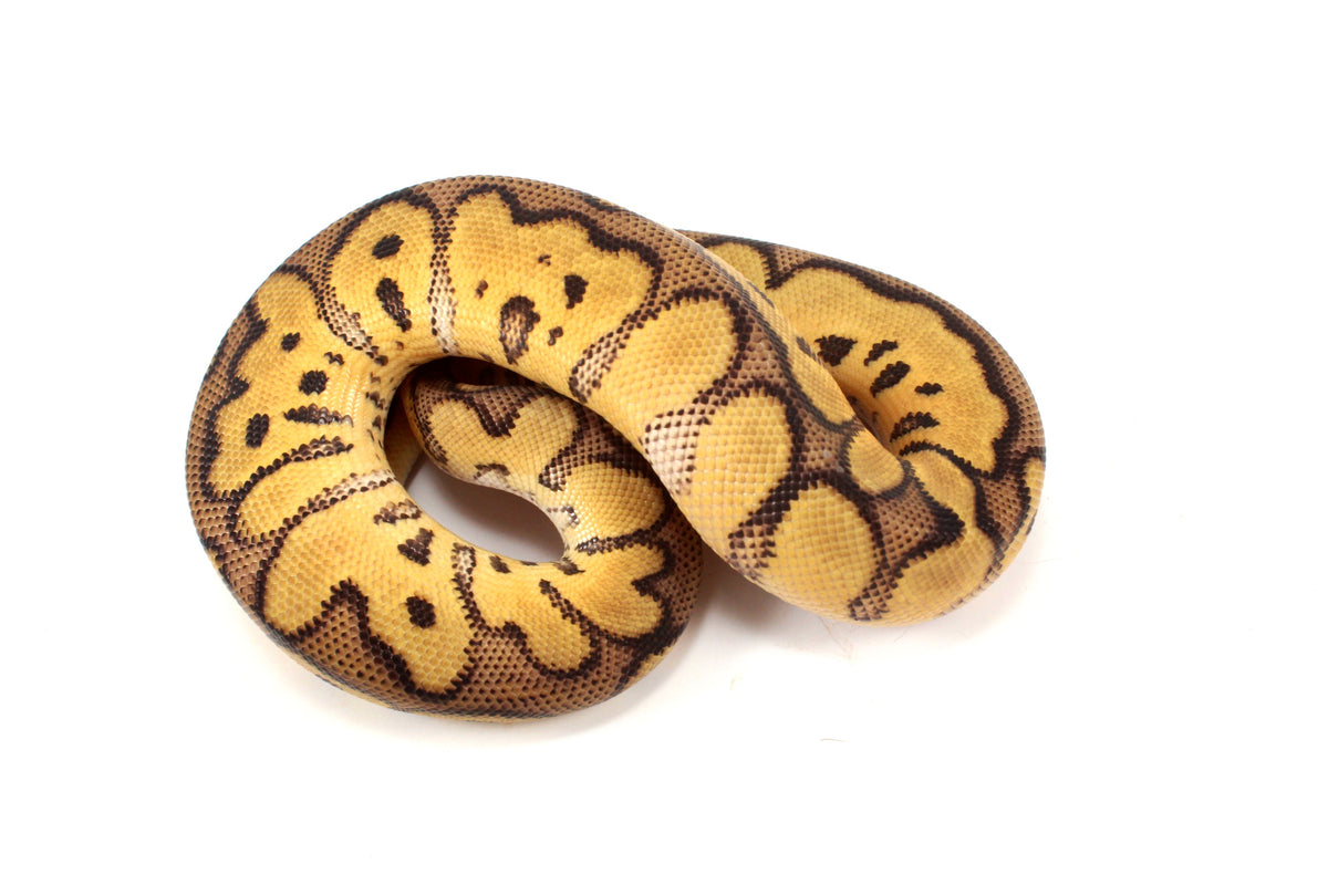 Pastel Clown Ball Python