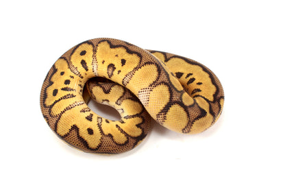 Pastel Clown Ball Python