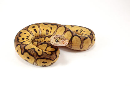 Pastel Clown Ball Python
