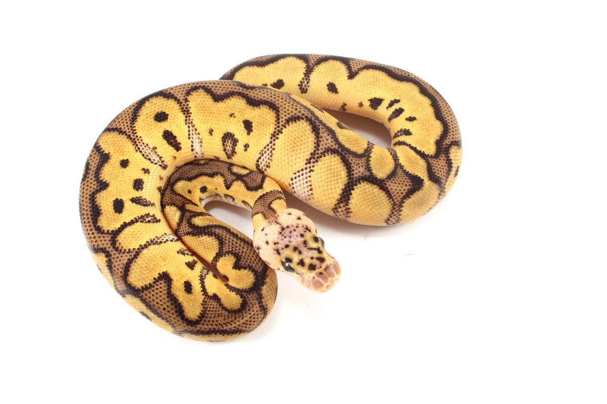 Pastel Clown Ball Python