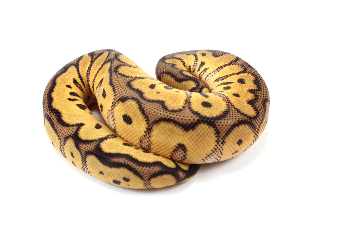Pastel Clown Ball Python