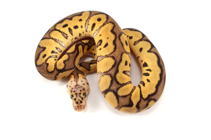 Pastel Clown Ball Python