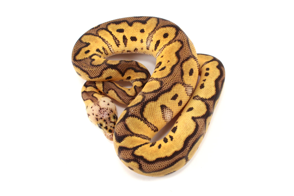 Pastel Clown Ball Python
