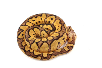 Pastel Clown Ball Python