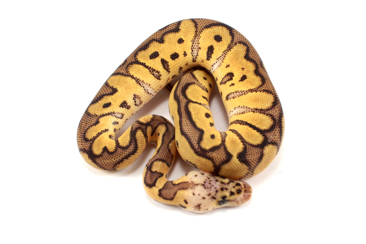 Pastel Clown Ball Python