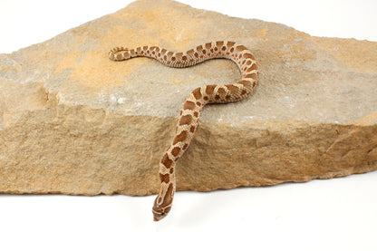 Anaconda Western Hognose Snake