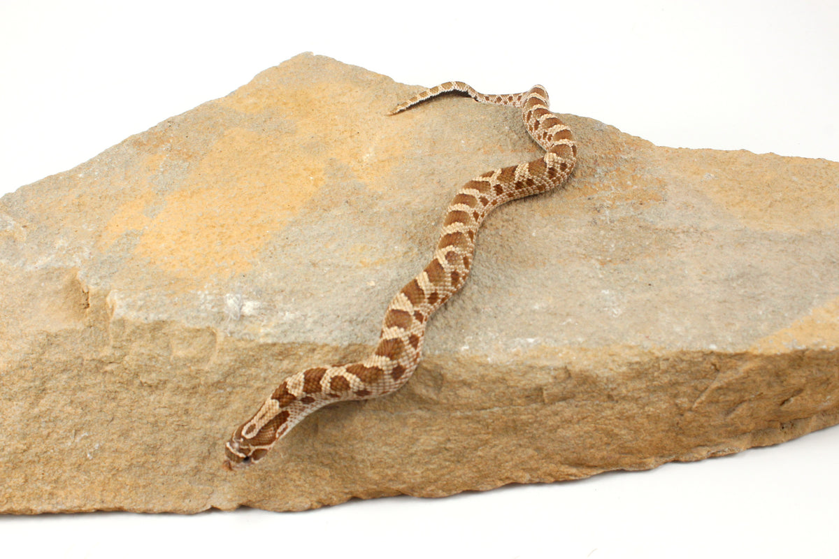 Anaconda Western Hognose Snake