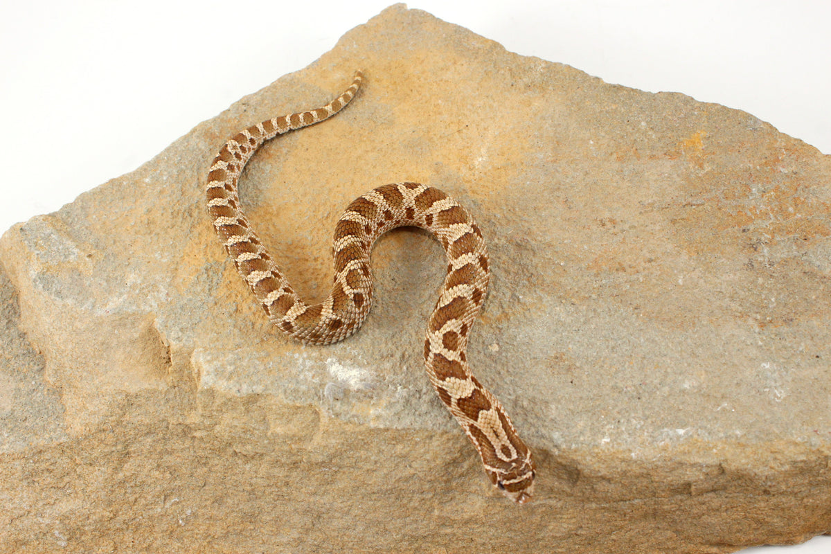 Anaconda Western Hognose Snake