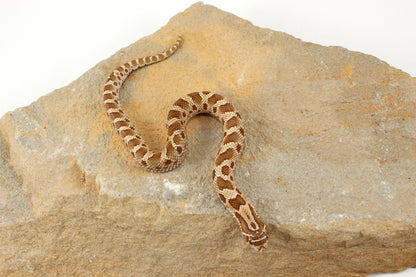 Anaconda Western Hognose Snake