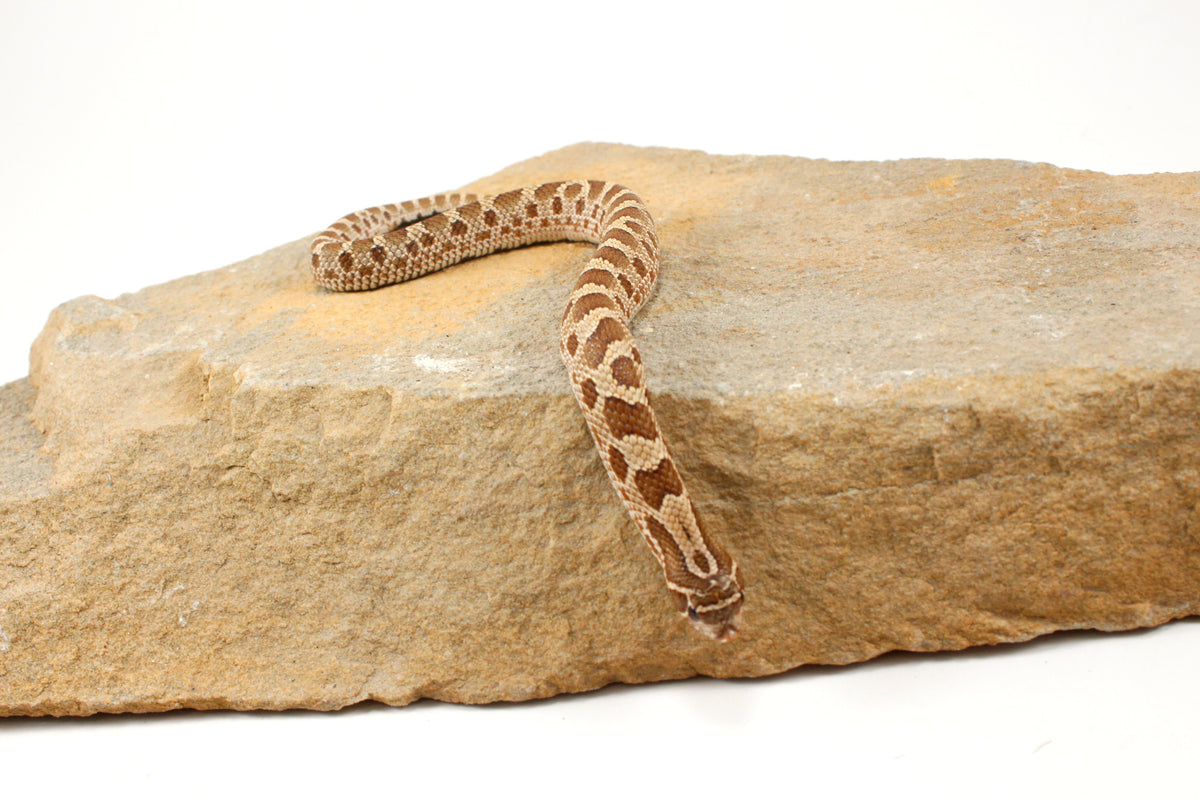 Anaconda Western Hognose Snake