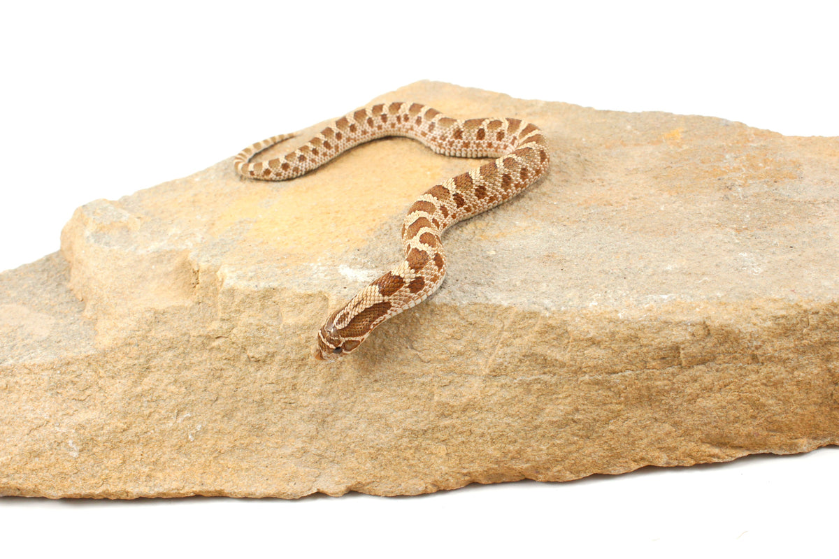 Anaconda Western Hognose Snake