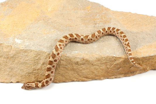 Anaconda Western Hognose Snake