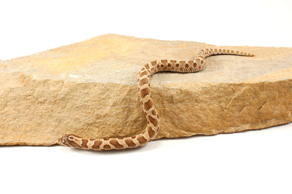 Anaconda Western Hognose Snake
