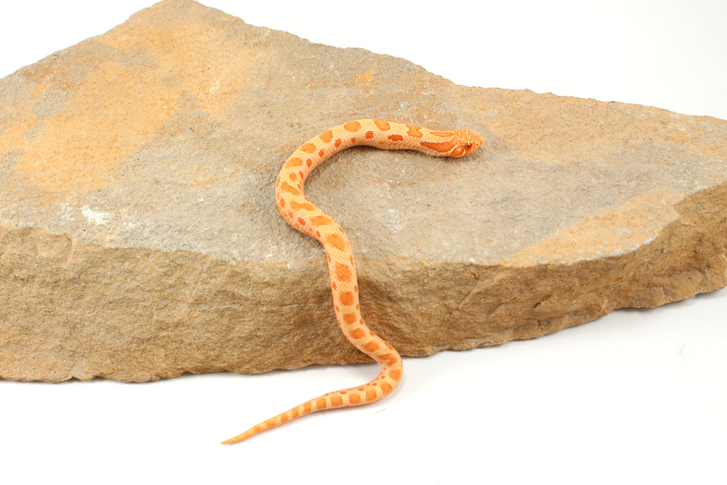Red Albino Anaconda Western Hognose Snake - Male