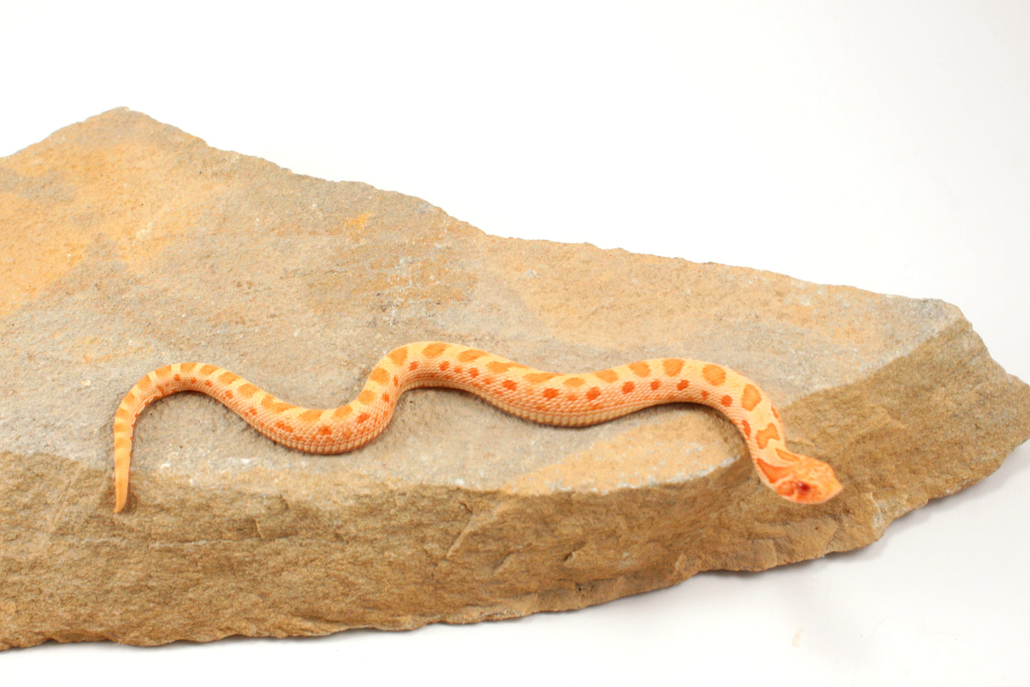 Red Albino Anaconda Western Hognose Snake - Male