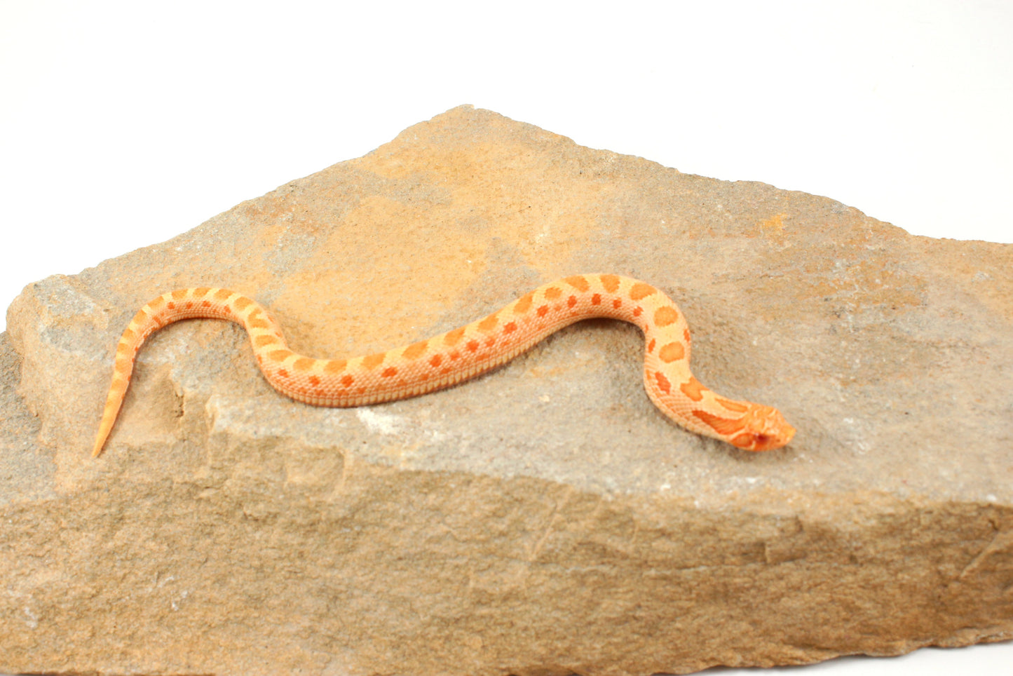 Red Albino Anaconda Western Hognose Snake - Male