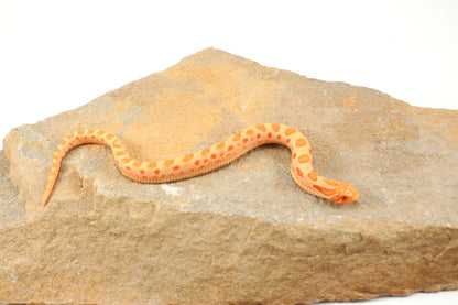 Red Albino Anaconda Western Hognose Snake - Male