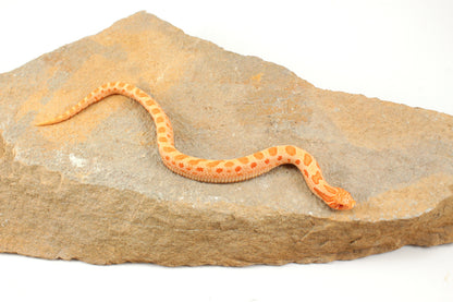 Red Albino Anaconda Western Hognose Snake - Male