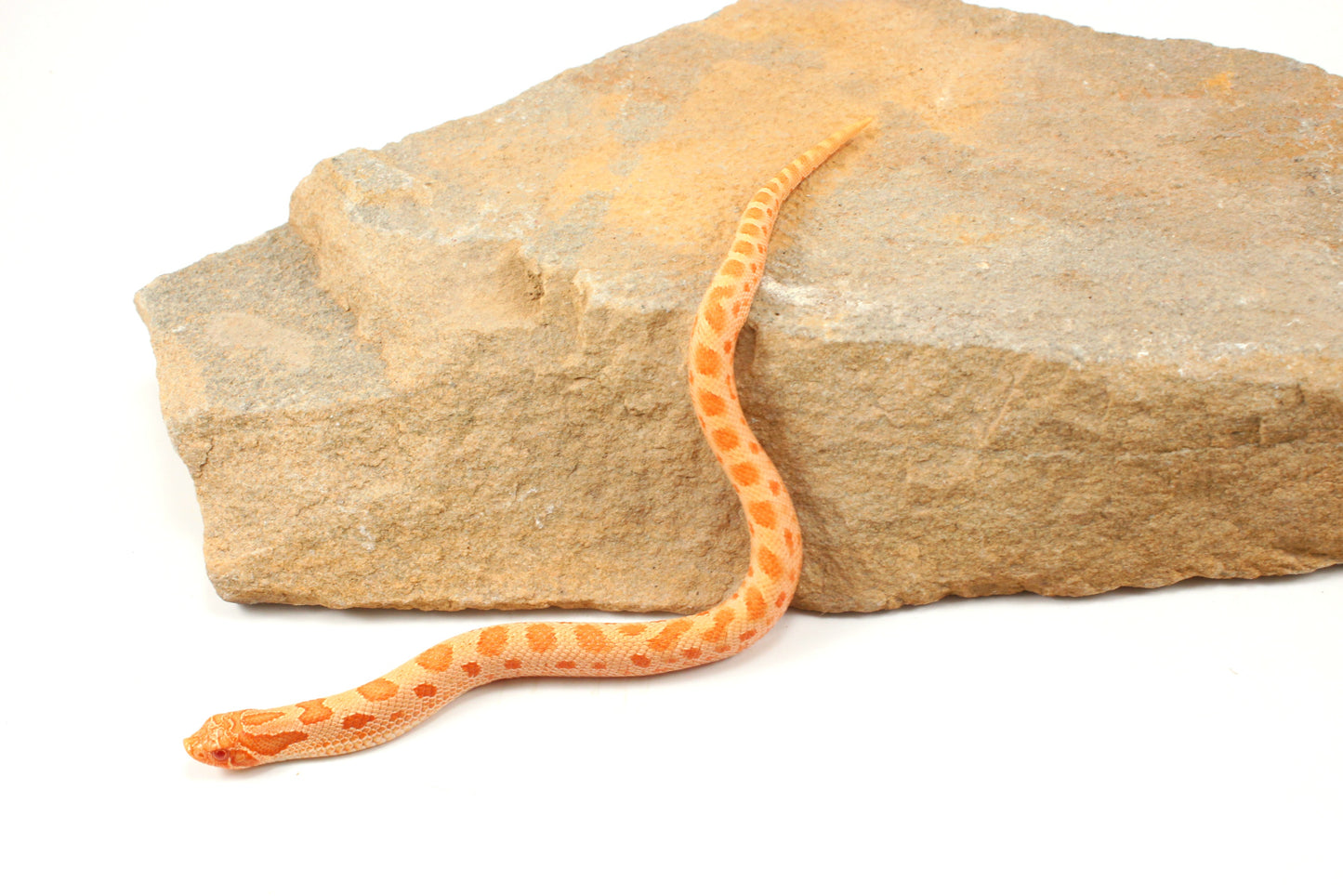 Red Albino Anaconda Western Hognose Snake - Male