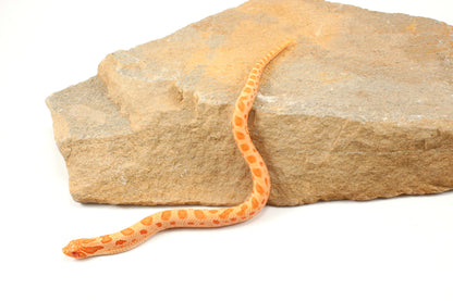 Red Albino Anaconda Western Hognose Snake - Male