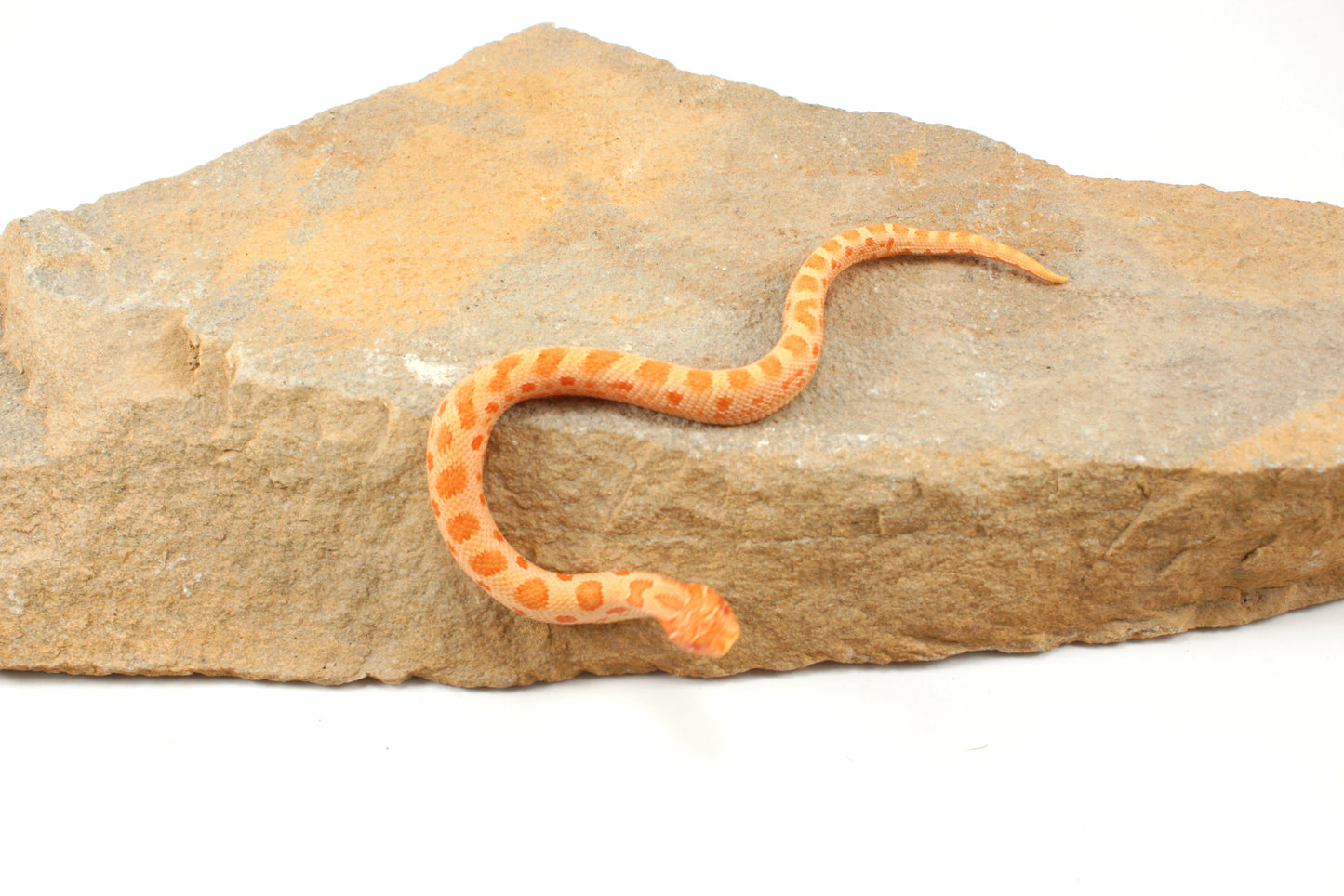 Red Albino Anaconda Western Hognose Snake - Male