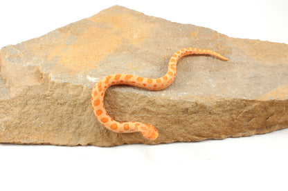 Red Albino Anaconda Western Hognose Snake - Male