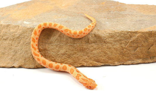 Red Albino Anaconda Western Hognose Snake - Male