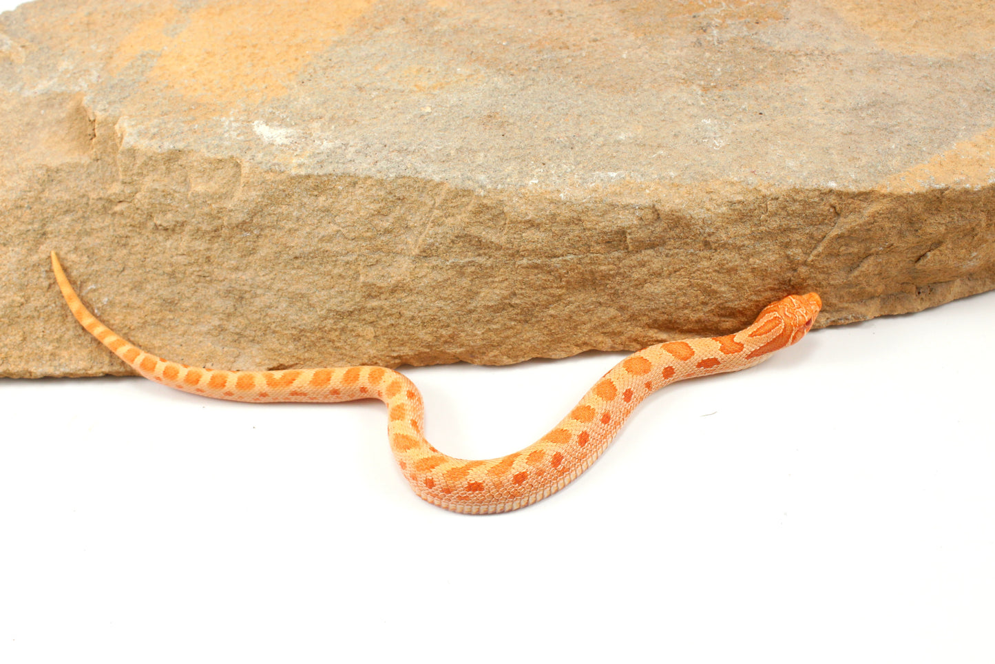 Red Albino Anaconda Western Hognose Snake - Male