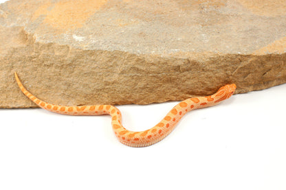 Red Albino Anaconda Western Hognose Snake - Male
