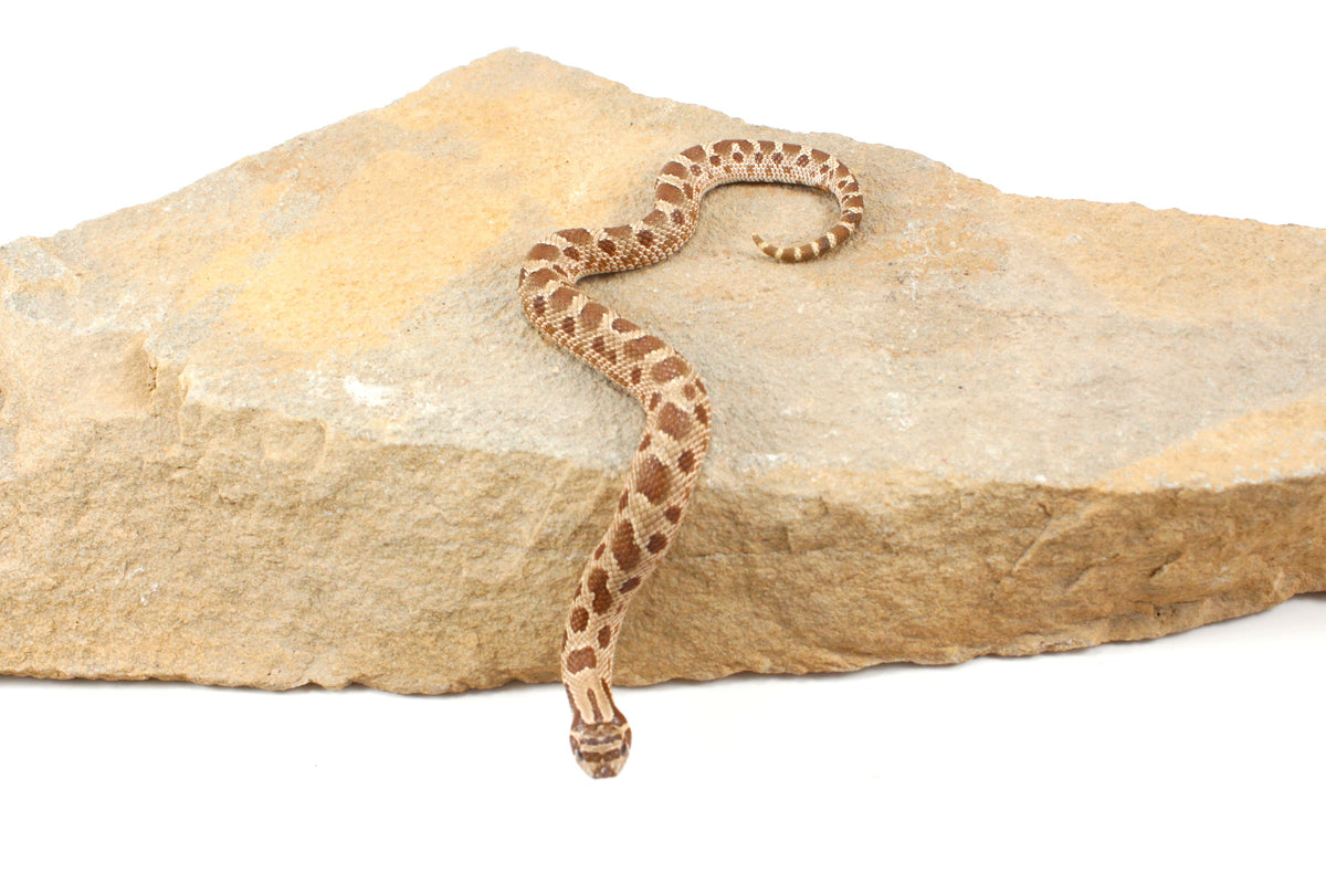 Anaconda Western Hognose Snake