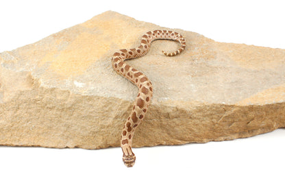 Anaconda Western Hognose Snake