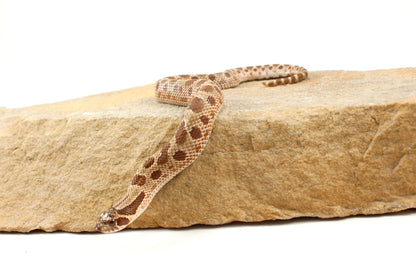 Anaconda Western Hognose Snake