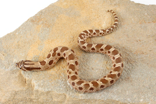 Anaconda Western Hognose Snake