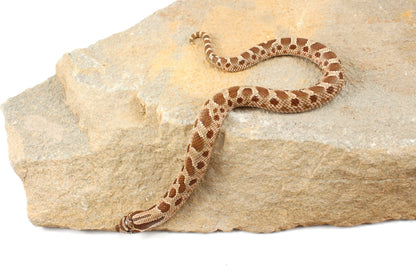 Anaconda Western Hognose Snake