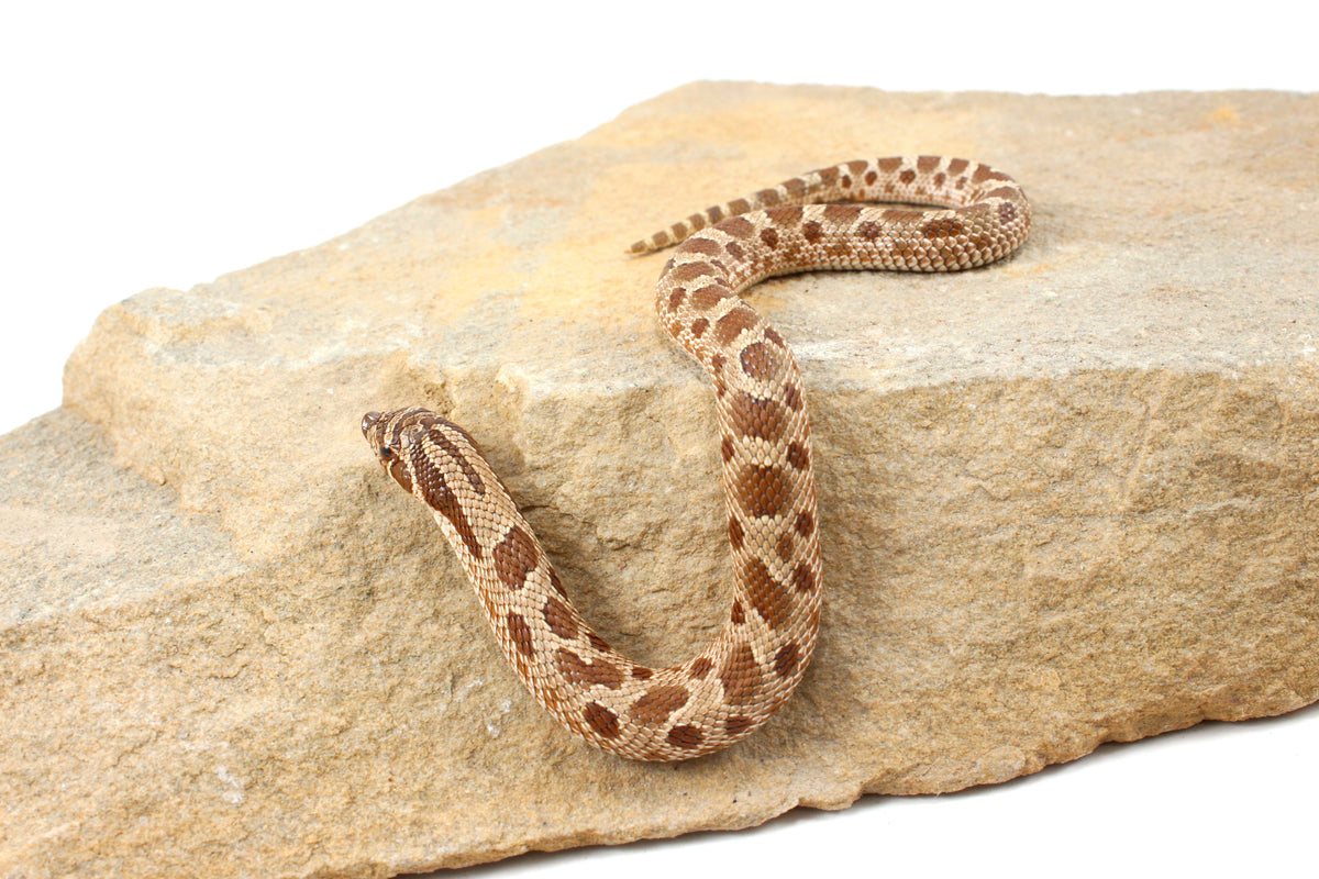 Anaconda Western Hognose Snake