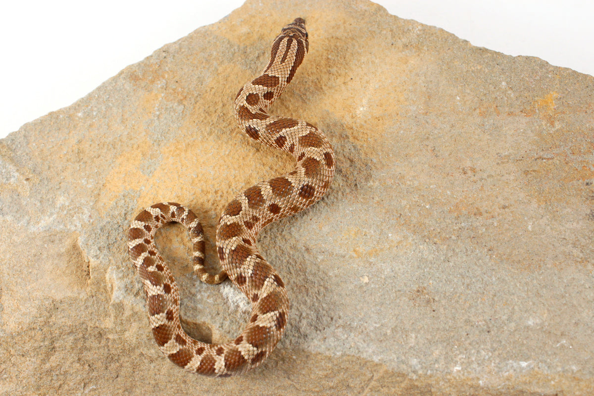 Anaconda Western Hognose Snake
